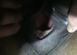 Hungry animal is hungry for sex