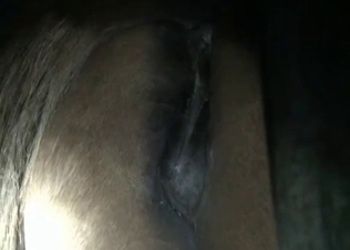 Hungry animal is hungry for sex