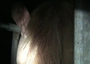 Hungry animal is hungry for sex