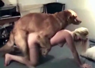 Blondie enjoying this insatiable hound