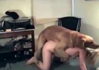 Blondie enjoying this insatiable hound