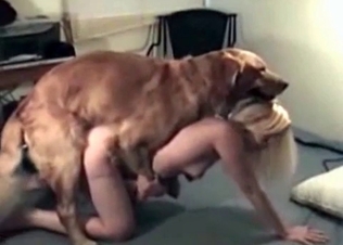 Blondie enjoying this insatiable hound