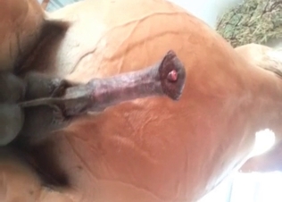 Amazing, beautiful and thick horse dick