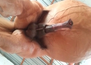 Amazing, beautiful and thick horse dick