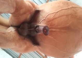 Amazing, beautiful and thick horse dick