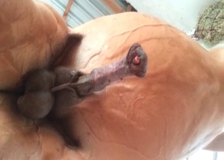 Amazing, beautiful and thick horse dick