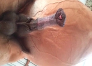Amazing, beautiful and thick horse dick