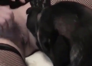 Amateurs exploring animal sex