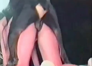 Black dog fucking an amazing chick