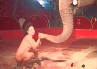 Elephant get some sexual pleasure