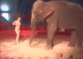 Elephant get some sexual pleasure