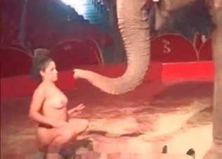 Elephant get some sexual pleasure