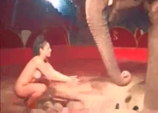 Elephant get some sexual pleasure