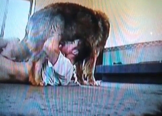 Kinky dog gets a sloppy BJ