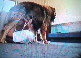 Kinky dog gets a sloppy BJ