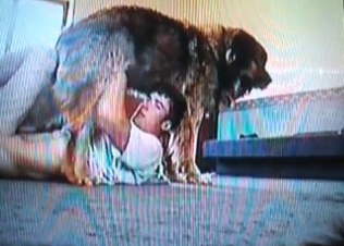 Kinky dog gets a sloppy BJ
