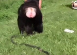 Brazilian beauty fucking a hung gorilla