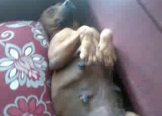 Incredible animal fucking