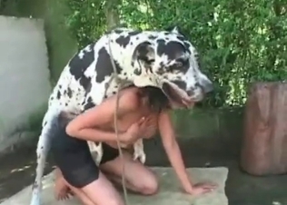 Kinky dog and its massive boner