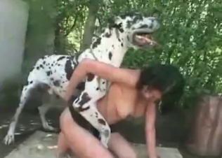 Kinky dog and its massive boner