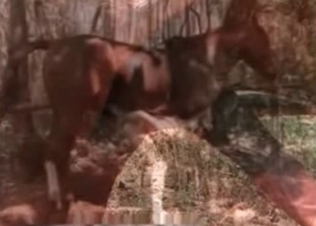 She love massaging that mare schlong