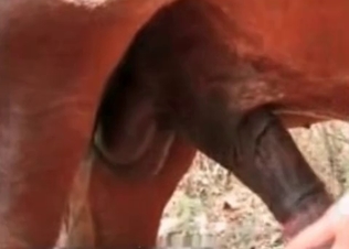 She love massaging that mare schlong