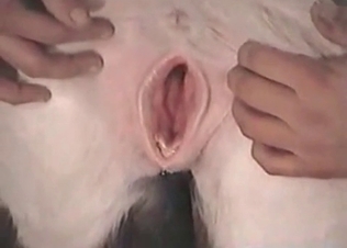 White mustang enjoys the attention