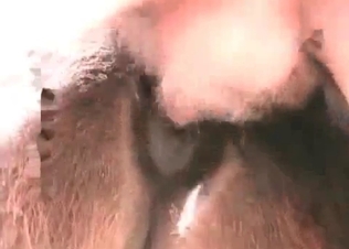 Horse loves his big dick