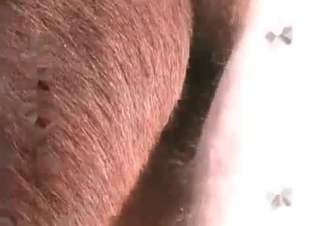 Horse loves his big dick