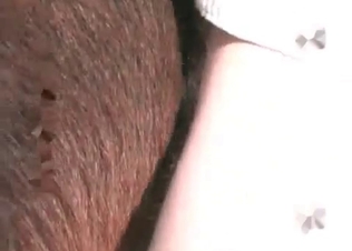 Horse loves his big dick