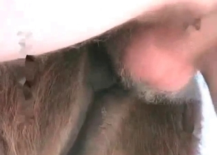 Horse loves his big dick