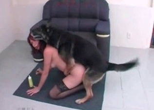 Stunning hound licking her red pussy