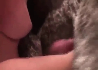Dog gets fucked intensely