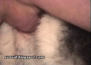 Innocent husky gets it