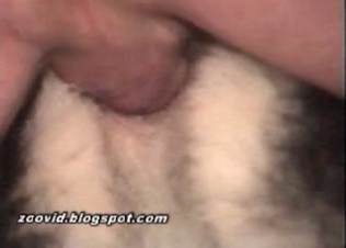 Innocent husky gets it