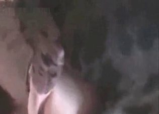 Brown puppy making love
