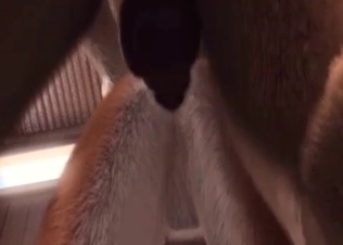 Horse gets an amazing BJ from a fox