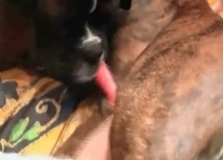 Dog fucking its subby owner