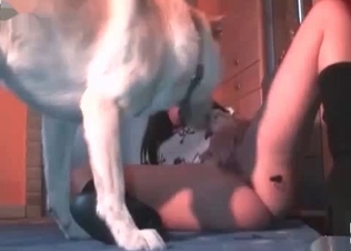 Dog fuck for a cutie