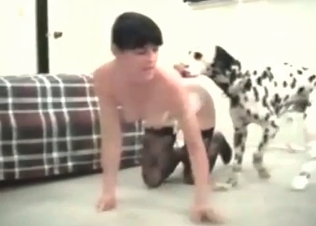 Doggy style sex for Dalmatian