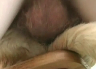 Kinky dog fucking