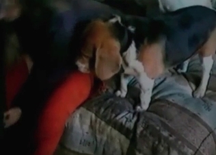 Animalistic sex for dogs