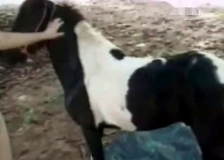 Kinky slut and a pony