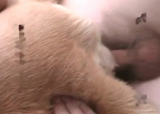 Dog gets pleasured and prepared
