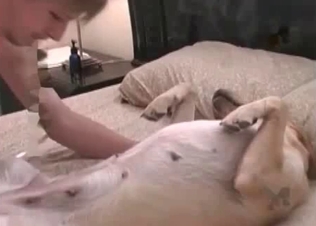Dog gets pleasured and prepared