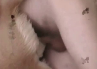 Dog gets pleasured and prepared