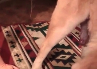 Tight pussy loosened up by this massive dong