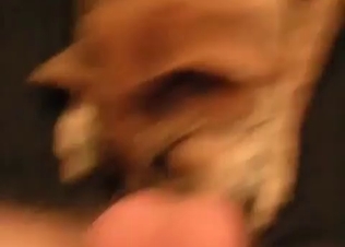 Sloppy BJ from a good doggy