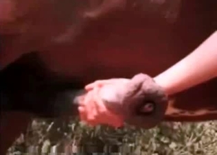 Incredibly stiff and big horse cock