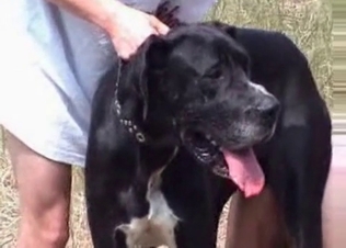 Black dog fucked by two dudes